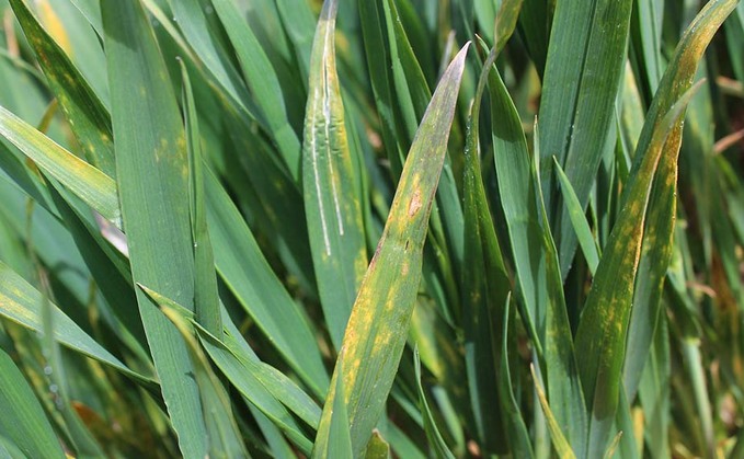 Septoria infection levels building