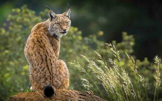 Farmers could be 'far more directly affected' by potential reintroduction of Eurasian Lynx