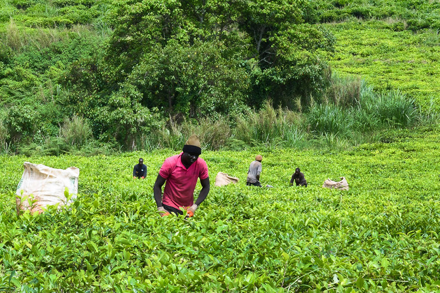 CAMEROON-WEST REGION-DJUTTITSA TEA PLANTATION