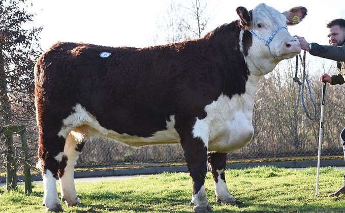 Greenyards Hereford dispersal tops at 10,200gns