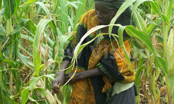 Harvesting maize 350x210