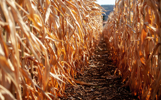 How coming El Niño could threaten over 10 per cent of UK food imports