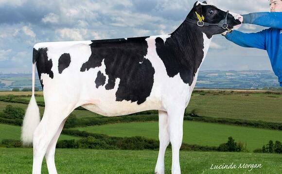European chart topper leads the way at Willsbro sale