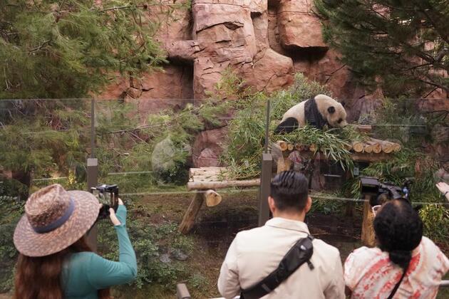 Feature: Flying Tigers veteran, family members meet giant pandas in U.S.
