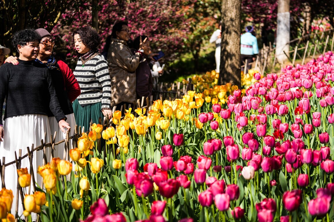 CHINA-GUIZHOU-LONGLI-TULIPS-TOURISM (CN)