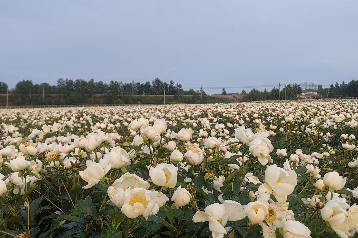 In China's far north, cold is being repriced