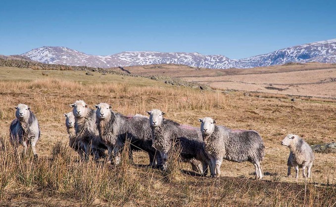 Foot-and-mouth 20 Years On: Sheep breeds battle for survival
