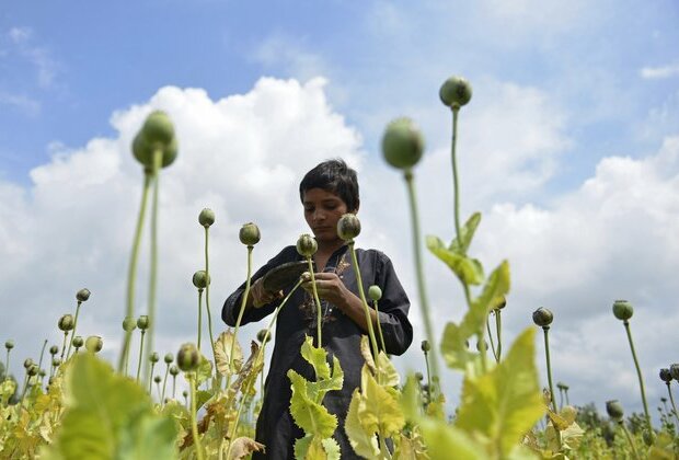 In Afghanistan, opium is as big a winner as Islamic extremism