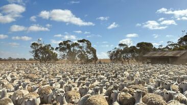 The reproductive performance of shedding sheep is the focus of a five-year project.
