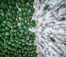 Defra unveils supply chain deforestation rules as it touts 'delivery phase' for nature agenda