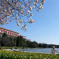 CHINA-BEIJING-MAGNOLIA BLOSSOMS-SCENERY (CN)