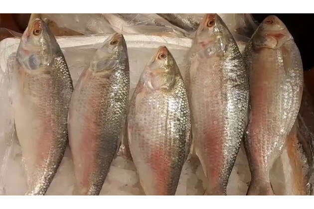 'Fish is good, but rates too high': Hilsa retailers wary as first batch arrives from Bangladesh ahead of Durga Puja
