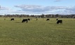  Beef production in Australia can be sustainable, says the Cattle Council of Australia. Picture Mark Saunders.