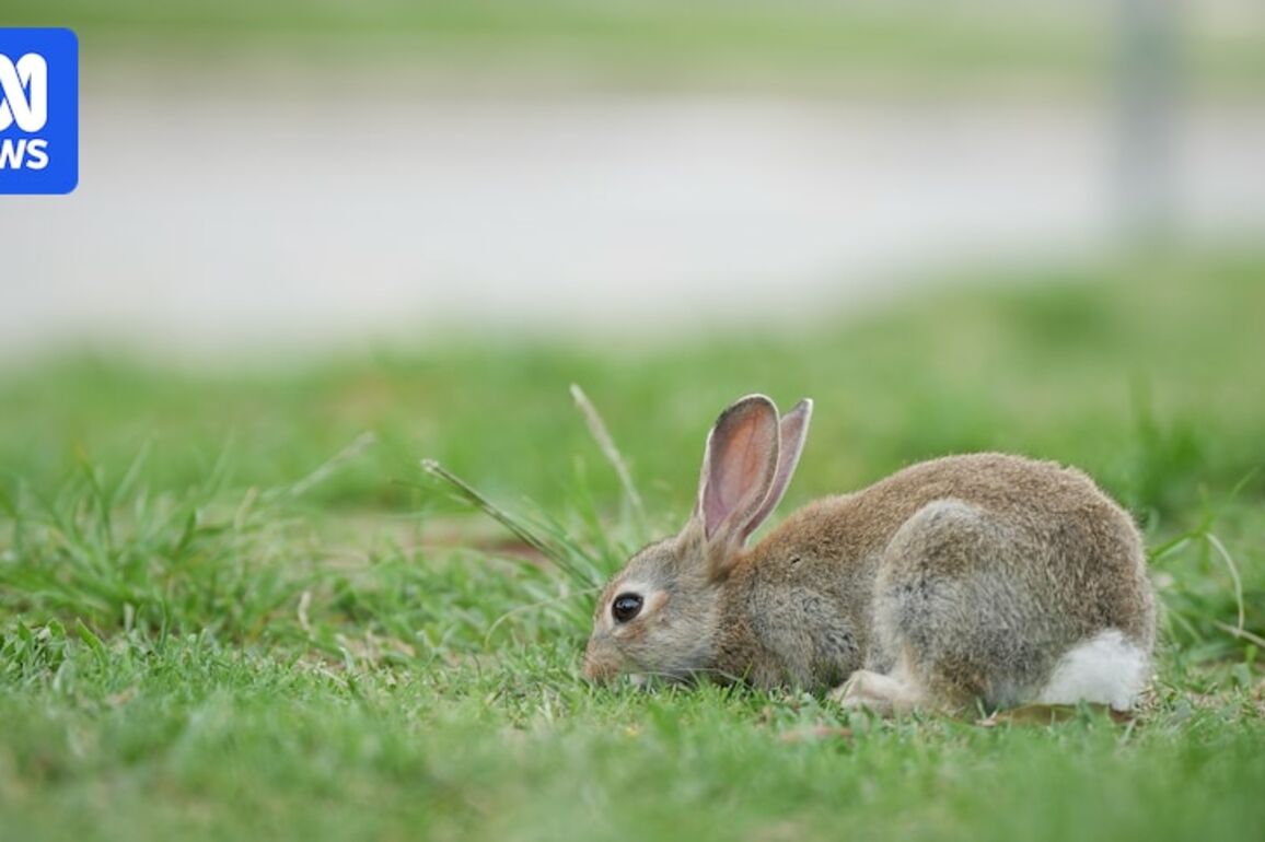 Professional shooters patrol parks in Canberra in search of persistent pests