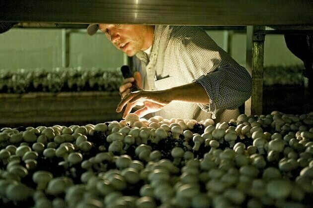 Pennsylvania's mushroom industry faces urgent labor shortage - and latest immigration policies will likely make it worse
