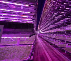 'Coming of age for UK farming tech': Jones Food Company opens second vertical farm in UK