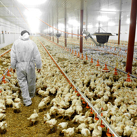 Wyoming sees first human case of H5N1 amid rising bird flu infections