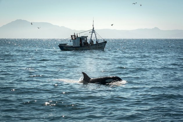 Why are killer whales attacking boats? Expert Q&A