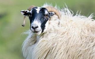 Study reveals memory and problem solving capabilities of sheep