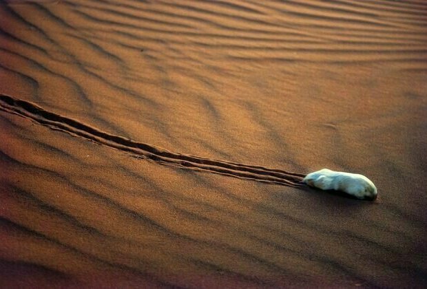 World-first study reveals the mysteries of the desert-dwelling marsupial mole