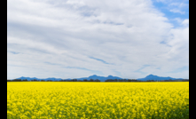  BASF announces new triple trait canola variety. Image courtesy BASF.