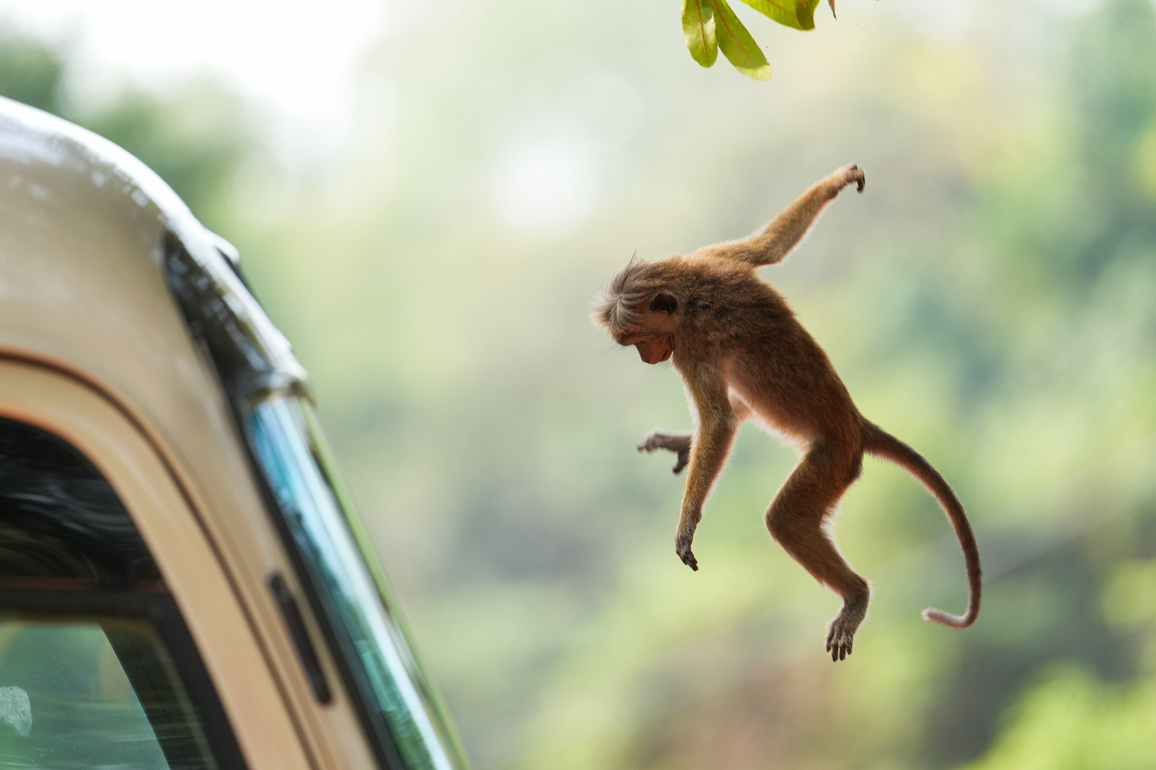 SRI LANKA-DAMBULLA-WILDLIFE