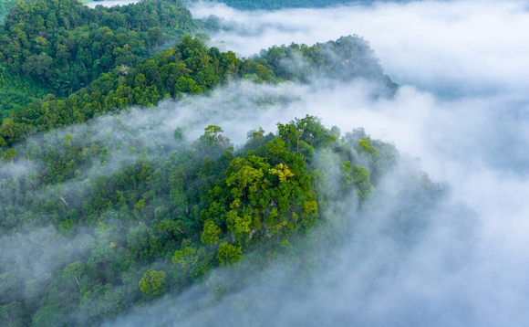 Dove to restore 123,000 acres of rainforest