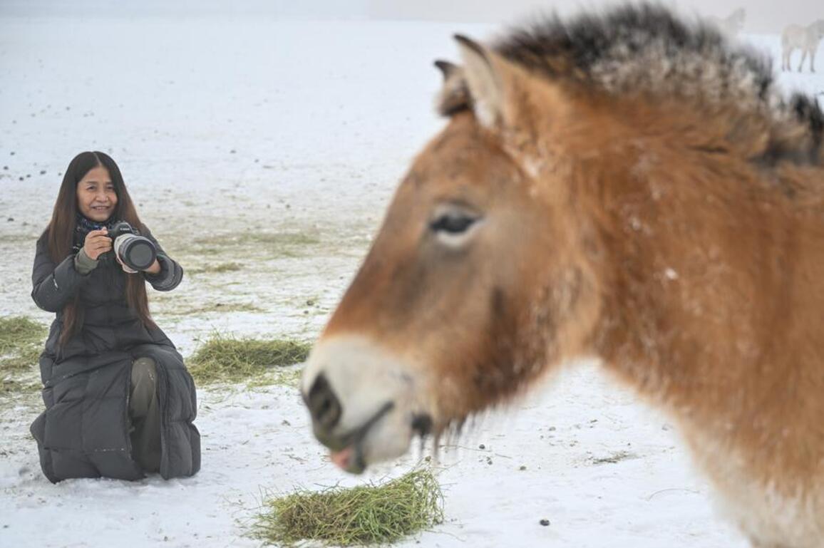 The long letting go of China's wild horses