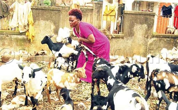 Zzimula n'embuzi ze. Zzimula n'embuzi ze.