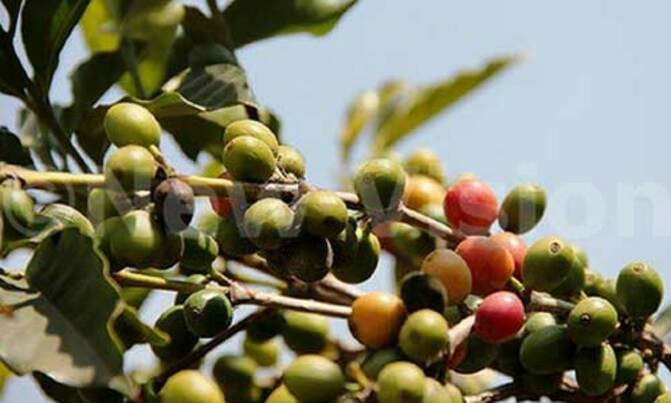 Coffee regulations for review Coffee regulations for review