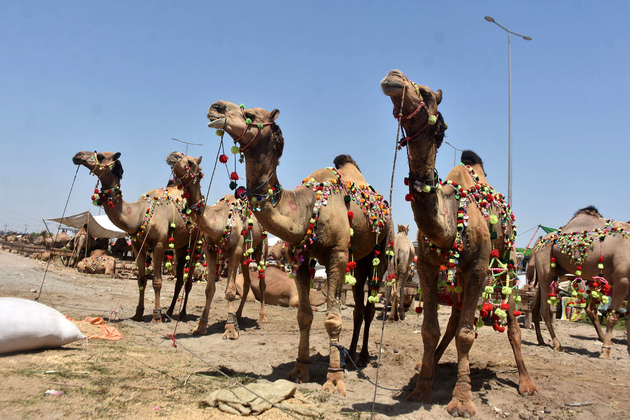 PAKISTAN-LAHORE-EID AL-ADHA-MARKET