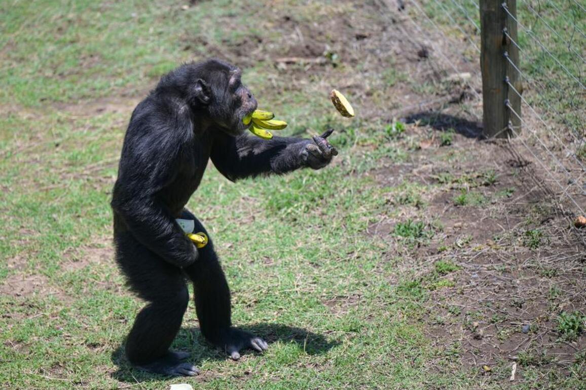 Feature: A promise to chimps -- Kenyan sanctuary carries forward Jane Goodall's mission