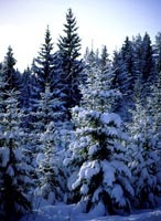 Glad tidings from the Buildbase Forest