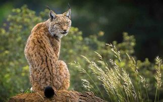 'Reintroduction of lynx is cruel and unnecessary', Blackface Sheep Breeders' Association warns