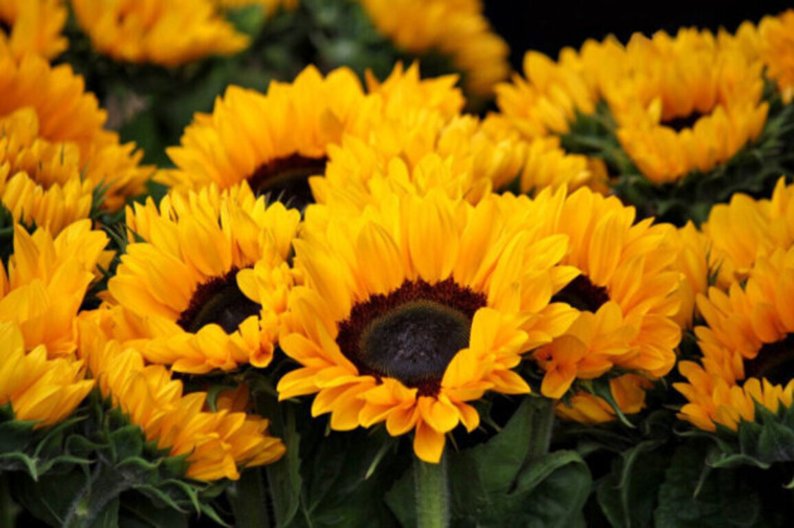 Argentine Sunflower Imports Found to Exceed EU Pesticide Limits