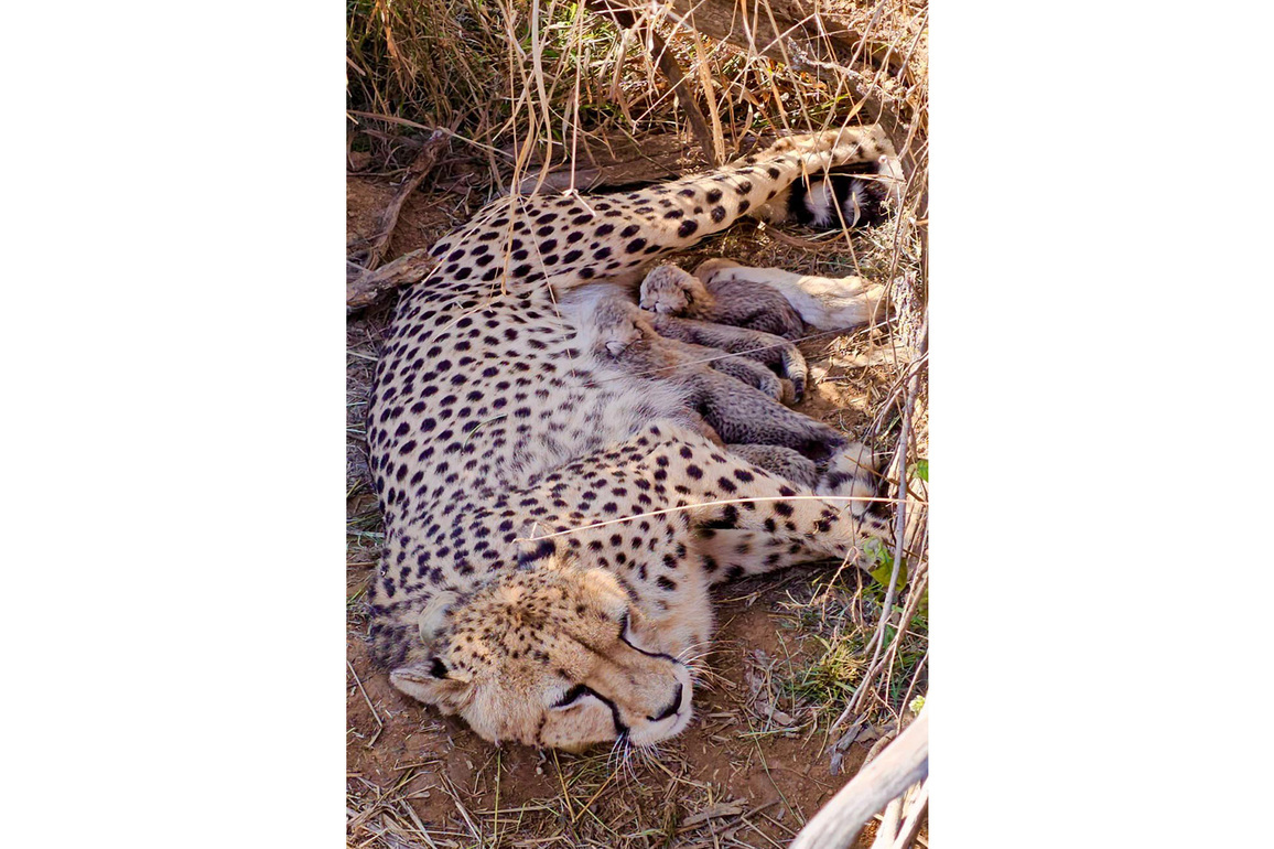 "Proud moment for wildlife conservatio," says MP CM Mohan Yadav as India's Cheetah population reaches 53