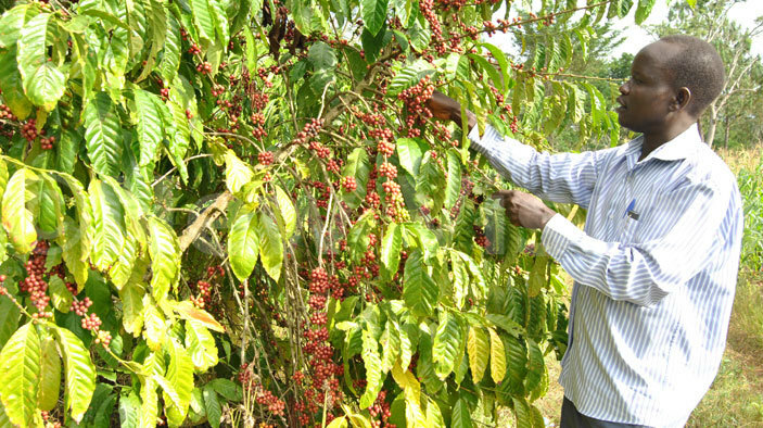  A farmer in his coffee plantation. Photo/File