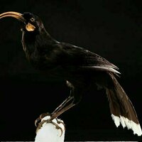 Return of the huia? Why Mori worldviews must be part of the 'de-extinction' debate