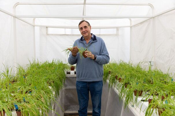 University of Sydney Plant Breeding Institute (PBI) director, Professor Richard Trethowan, has led a team which has developed a ‘biologically perfect’ system to allow large-scale creation of hybrid wheat. 