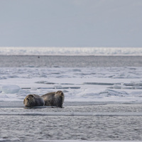 RUSSIA-VLADIVOSTOK-SEALS