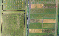 Climate change: Could rice become a viable crop for UK farmers?