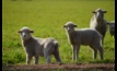  Rural Bank said lamb and beef prices are likely to remain fairly stable over the coming month. Picture Mark Saunders.
