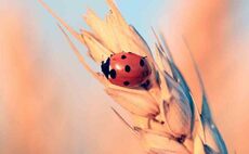 Ladybirds and other beneficials showing signs of resistance to insecticides