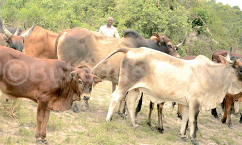 Ente okuva e Luweero, Nakaseke ne Nakasongola zissiddwaako kalantiini. Ente okuva e Luweero, Nakaseke ne Nakasongola zissiddwaako kalantiini.