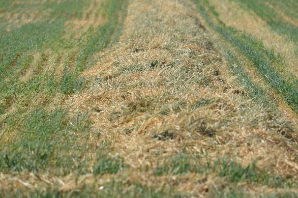 Late rains in some areas of south-eastern Australia have interrupted hay making activities.