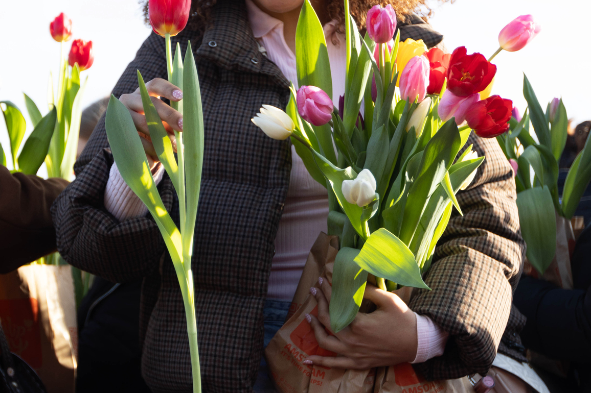 THE NETHERLANDS-AMSTERDAM-TULIP DAY