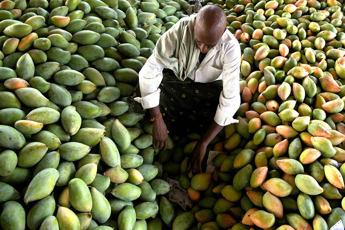 Mango Diplomacy blooms in Seattle: City set to relish India's prized Kesar mangoes as summer sunshine arrives