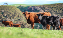 Aberdeen-Angus deliver multiple benefits to Welsh suckler herd