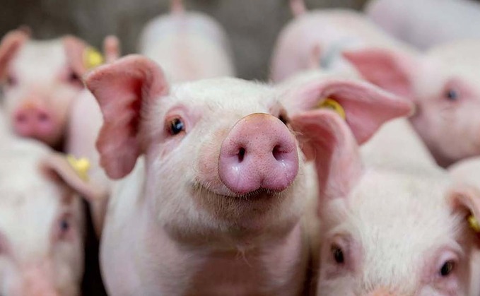 Pig prices slip as supplies increase