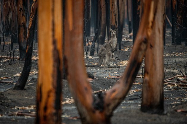 It&#039;s natural to want to feed wildlife after disasters. But it may not help